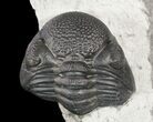 Enrolled Eldredgeops (Phacops) Trilobite With Horn Coral #55001-2